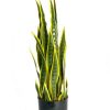 עץ Sansevieria צהובה