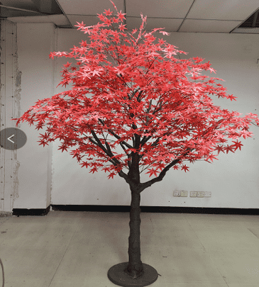 עץ מייפל אדום
